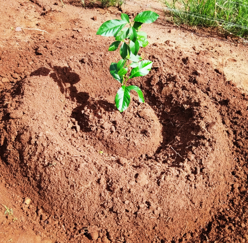 Plant