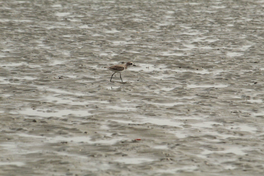 Siberian Sand Plover