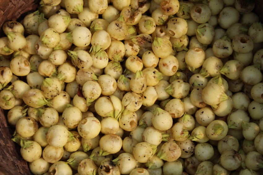 Madhuca longifolia