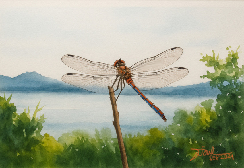 A Dragonfly at Lake Toba 2
