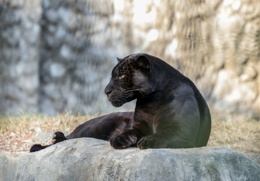 Black panther