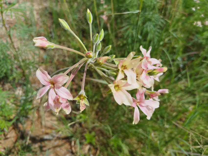 Lurid Storksbill or Waving Pelargonium.