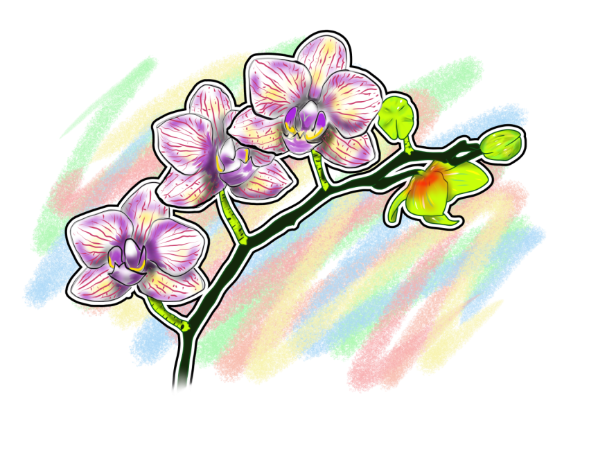 ORCHID