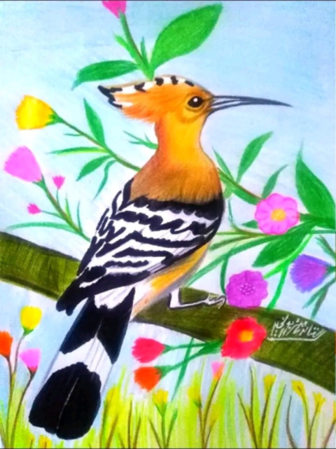 Hoopoe bird