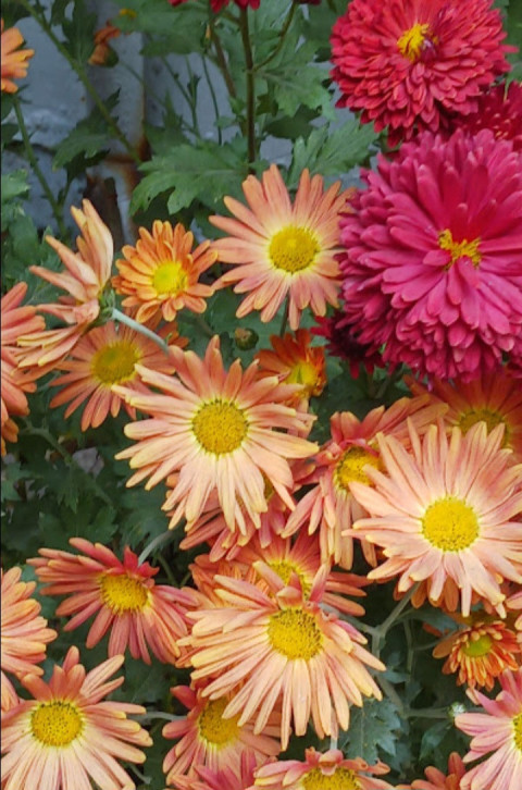 Flowers