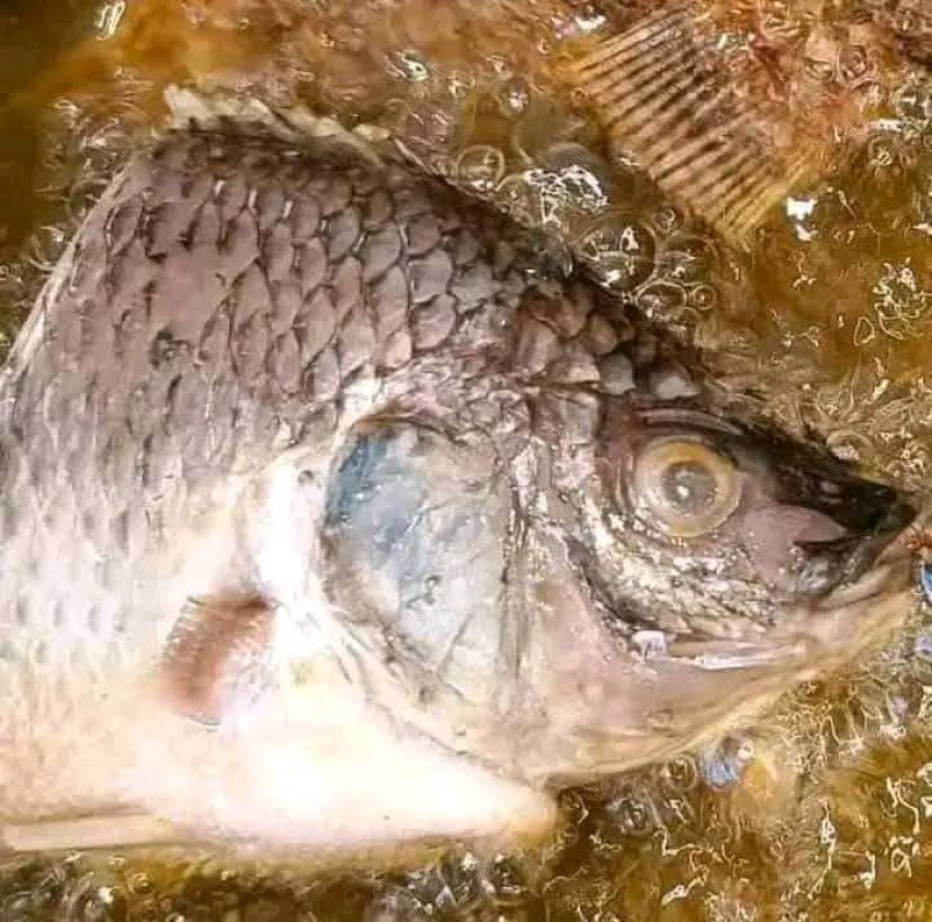 FISH