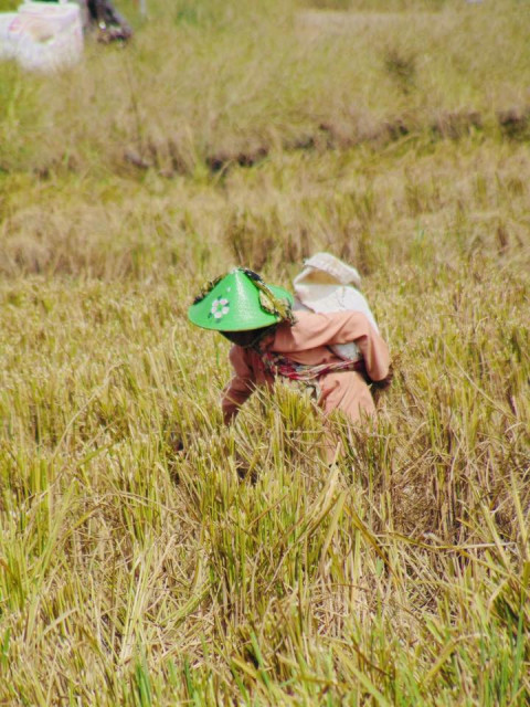 panen padi