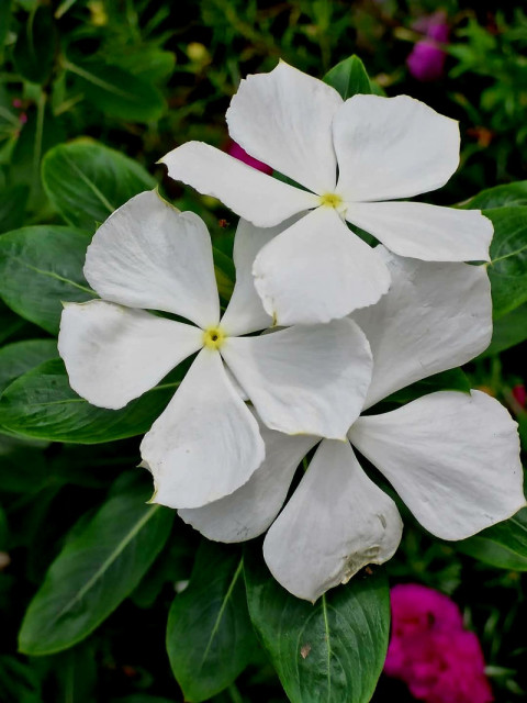 Flores da paz