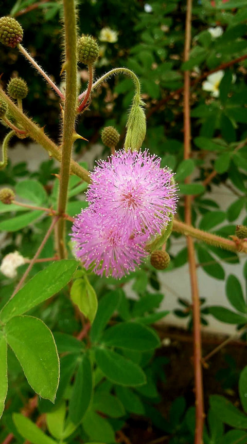Flor silvestre amazonica