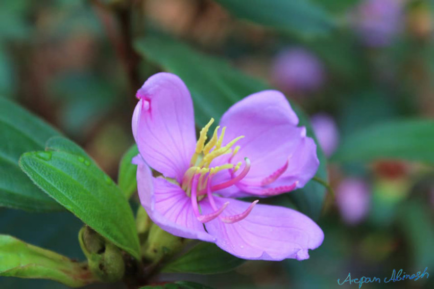 Malabar melastome or Indian rhododendron.