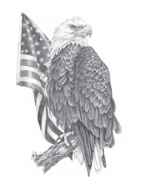 041 American Bald Eagle