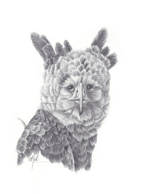 263 Harpy Eagle 2023
