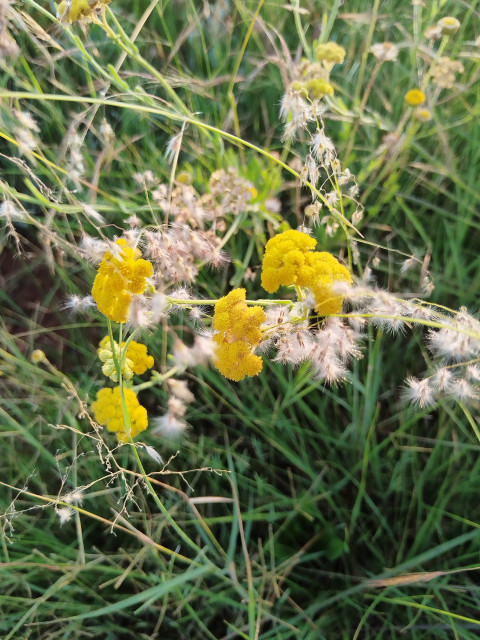 Nature leads