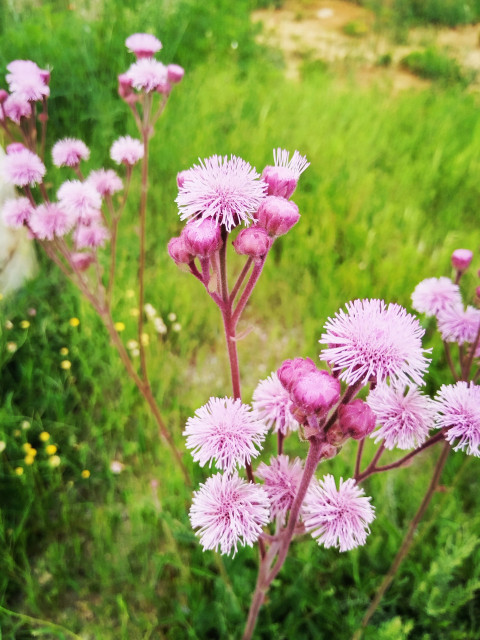 Billy goat weed
