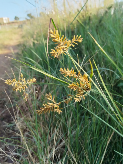 Natura