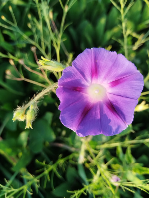Common morning-glory