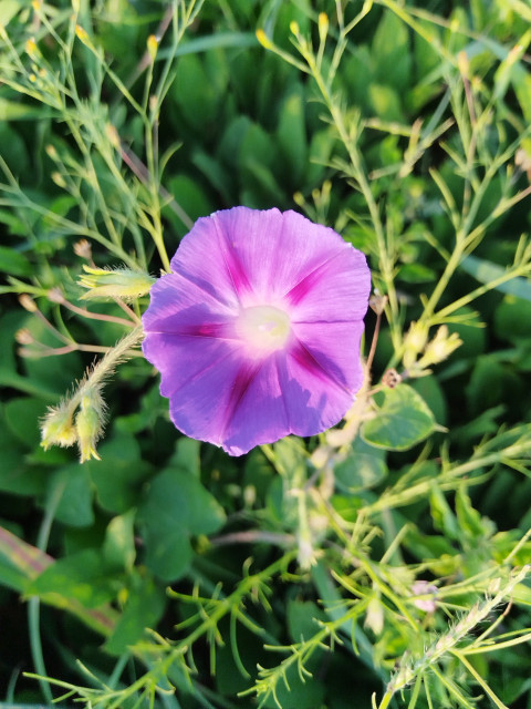 Morning glories flower