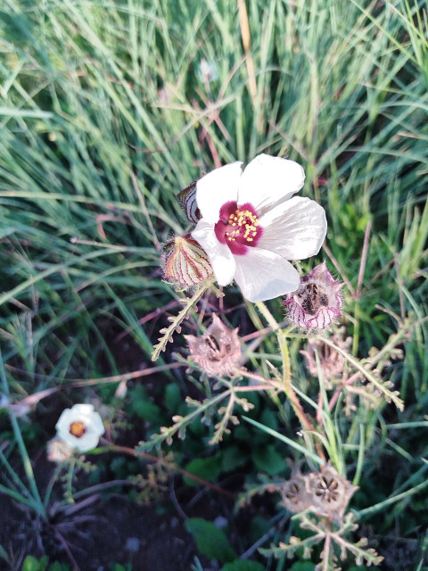 Flower of the an hour