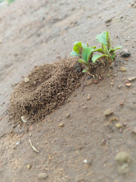 Ant hills