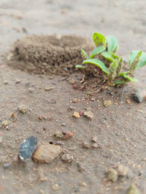 Ant hills