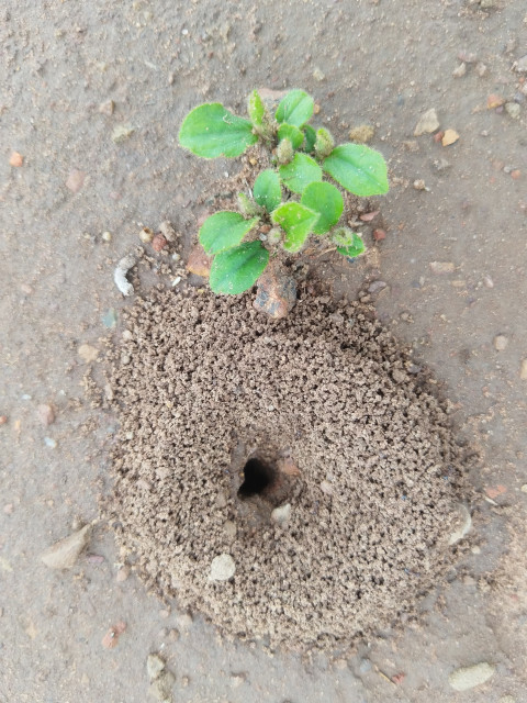 Ant hills