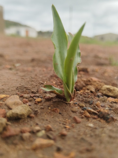 Drimia maritima Plant