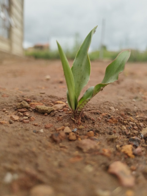 Drimia maritima Plant