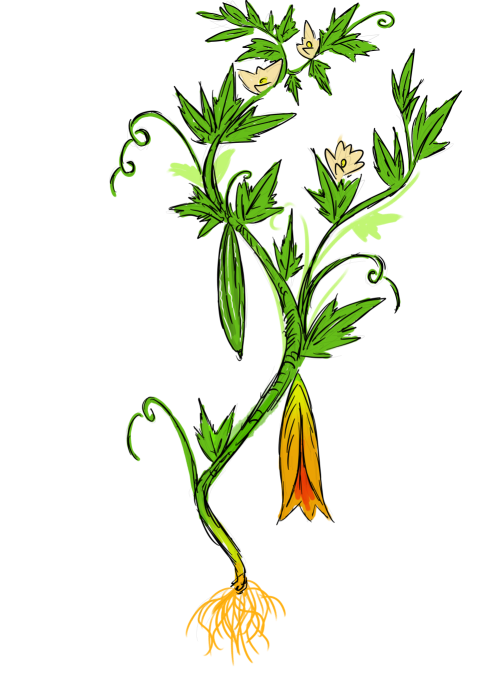 bittergourd