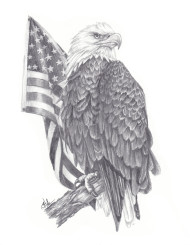 041 American Bald Eagle