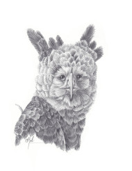 263 Harpy Eagle 2023