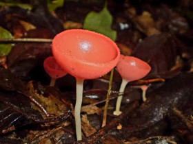 Amazon mushroom