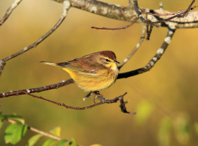 Beautiful birds