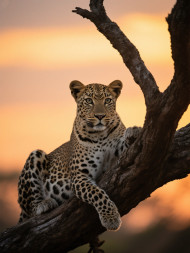 Elegance draped in shadows