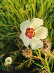 #Flower- of -an -hour