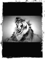 Lion Roaring