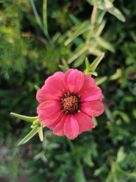 #zannia marylandica
