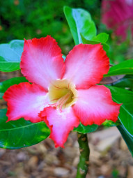 Pradeep unni