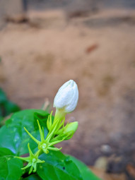 Pradeep Unni