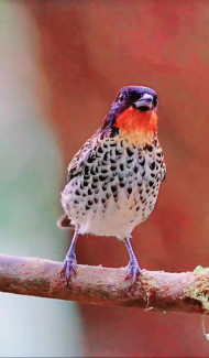Rufous-throated tanager