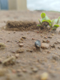 Soil