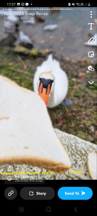 Swans