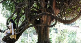 The Tree of Silent Lessons