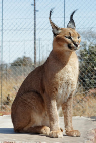Wild caracal
