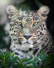Wild leopard